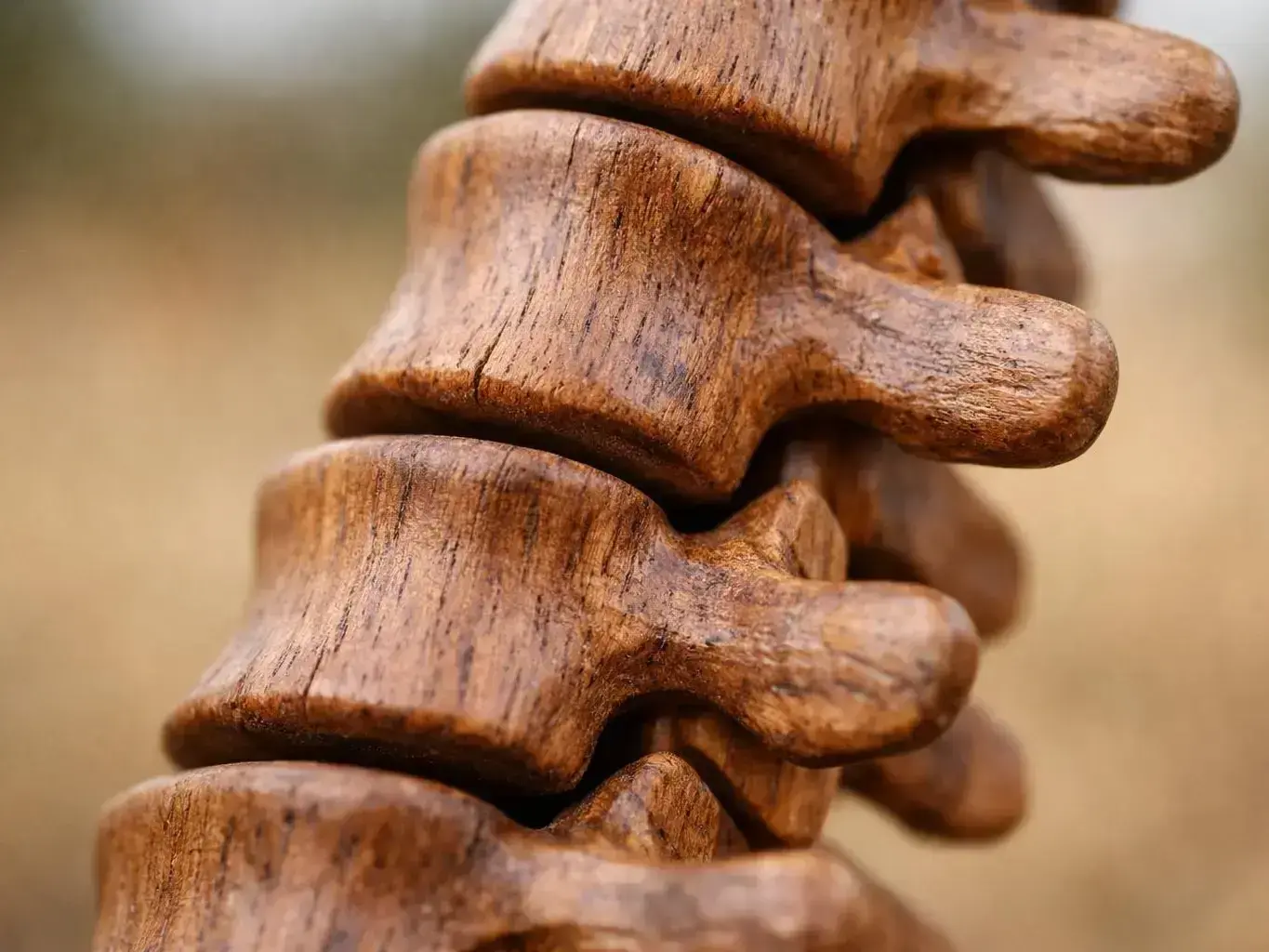 What Is Board Certified Chiropractor? Definition & Examples — results