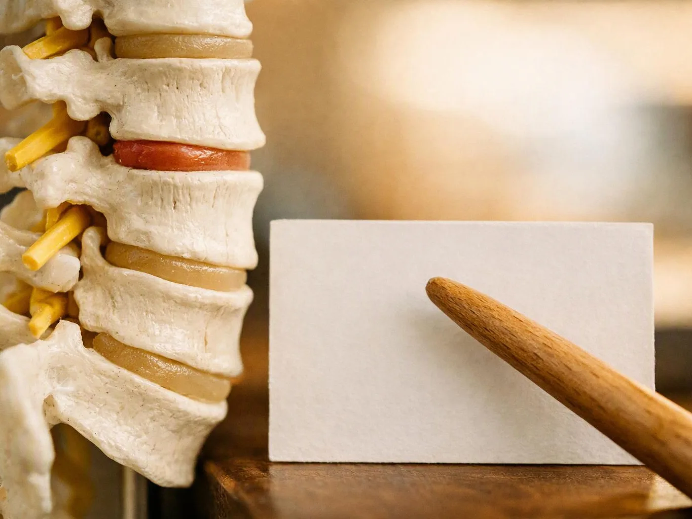 A spine model sits beside a blank card, with a wooden pointer aimed at it
